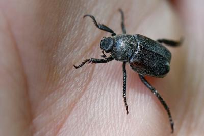 <i>Hoplia philanthus</i>