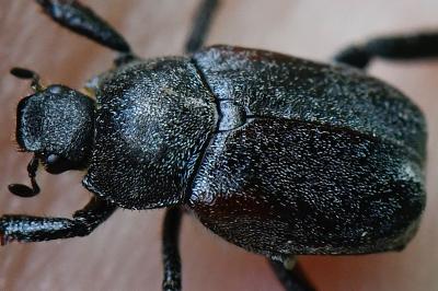 <i>Hoplia philanthus</i>