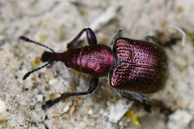 <i>Rhynchites auratus</i>