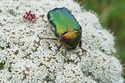 <i>Cetonia aurata</i>