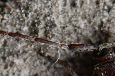 <i>Exocentrus punctipennis</i>
