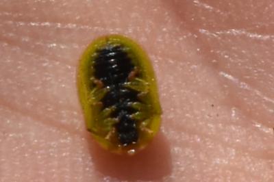 <i>Cassida</i>