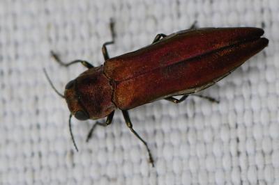<i>Agrilus sinuatus</i>