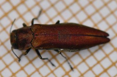 <i>Agrilus sinuatus</i>