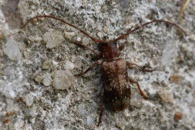 <i>Exocentrus adspersus</i>