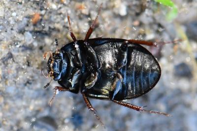 <i>Hydrobius fuscipes</i>