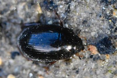 <i>Hydrobius fuscipes</i>