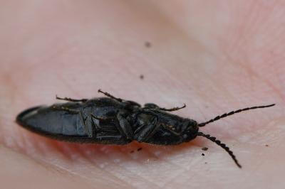 <i>Hemicrepidius hirtus</i>