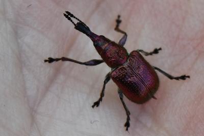 <i>Rhynchites auratus</i>