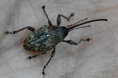 <i>Curculio glandium</i>