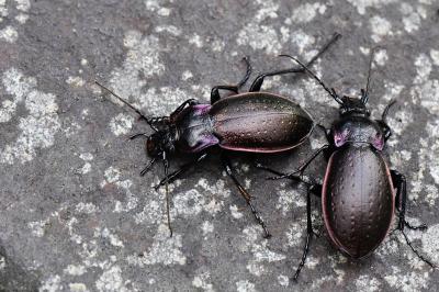 <i>Carabus nemoralis</i>