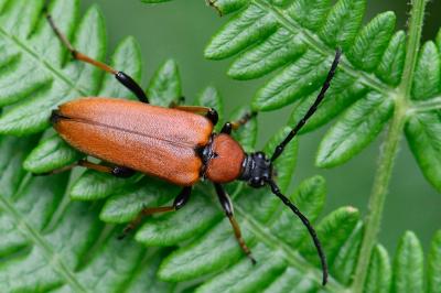 <i>Stictoleptura rubra</i>