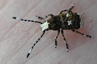<i>Platystomos albinus</i>
