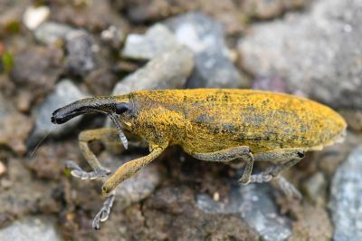 <i>Lixus pulverulentus</i>