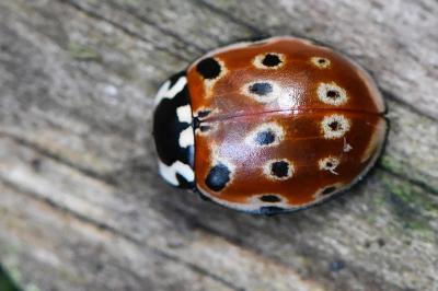 <i>Anatis ocellata</i>
