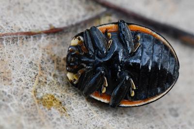 <i>Anatis ocellata</i>