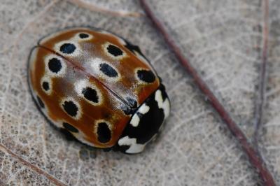 <i>Anatis ocellata</i>