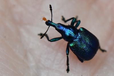 <i>Byctiscus betulae</i>