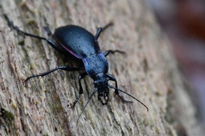<i>Carabus violaceus</i>