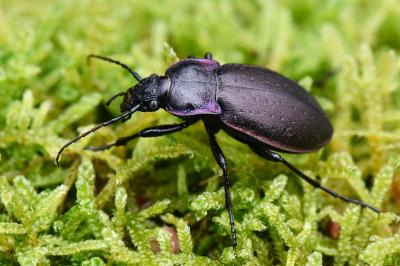<i>Carabus nemoralis</i>