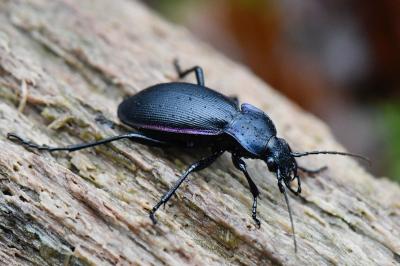 <i>Carabus violaceus</i>