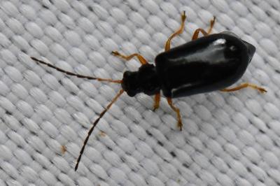 <i>Luperus longicornis</i>