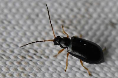 <i>Luperus longicornis</i>