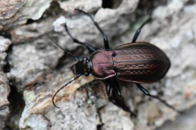 <i>Carabus arvensis</i>