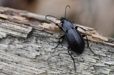 <i>Carabus arvensis</i>