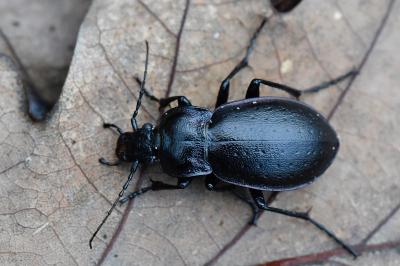 <i>Carabus nemoralis</i>