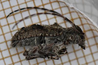 <i>Pogonocherus caroli</i>