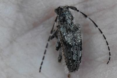 <i>Pogonocherus caroli</i>