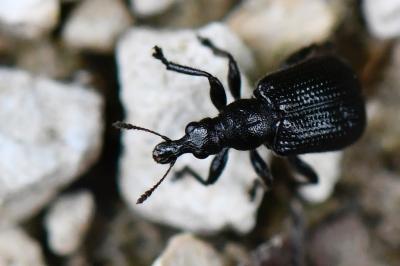 Deporaus betulae