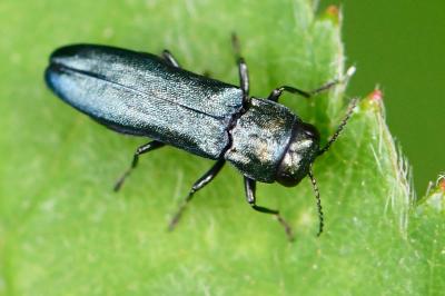 <i>Agrilus cyanescens</i>
