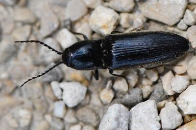 <i>Hemicrepidius hirtus</i>