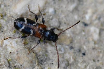 <i>Poecilium alni</i>