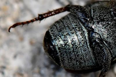 <i>Hoplia philanthus</i>