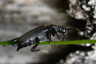 <i>Stictoleptura scutellata</i>