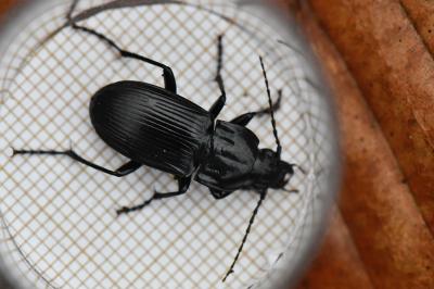 <i>Abax parallelepipedus</i>