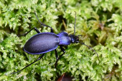 <i>Carabus problematicus</i>
