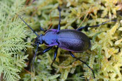 <i>Carabus nemoralis</i>