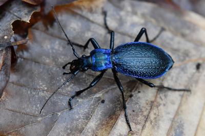 <i>Carabus intricatus</i>
