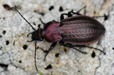 <i>Carabus arvensis</i>