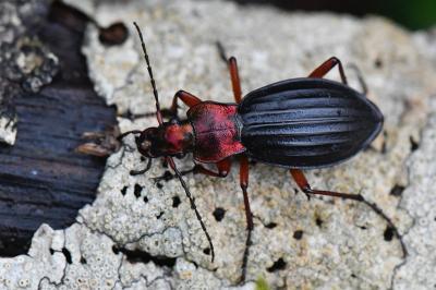 <i>Carabus auronitens</i>