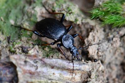 <i>Cychrus attenuatus</i>