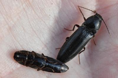 <i>Melanotus villosus</i>