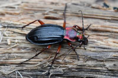 <i>Carabus auronitens</i>
