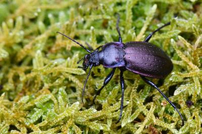 <i>Carabus nemoralis</i>