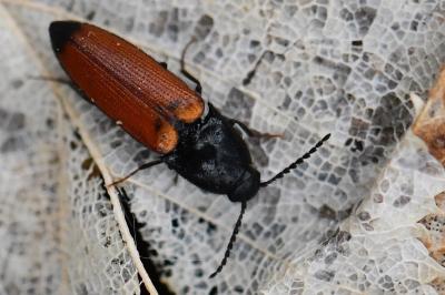 <i>Ampedus elongatulus</i>
