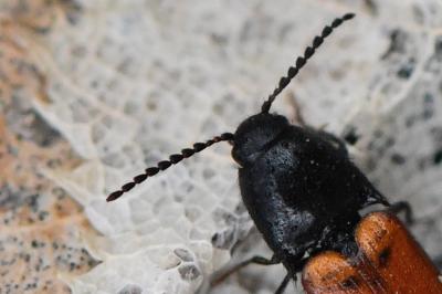 <i>Ampedus elongatulus</i>